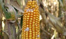 Înflorirea albă a boabelor de porumb Înflorirea albă a boabelor de porumb